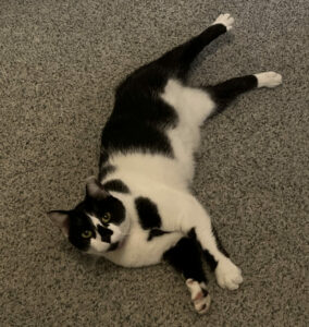 A black and white spotted cat that's small laying on the carpet staring into the camera.